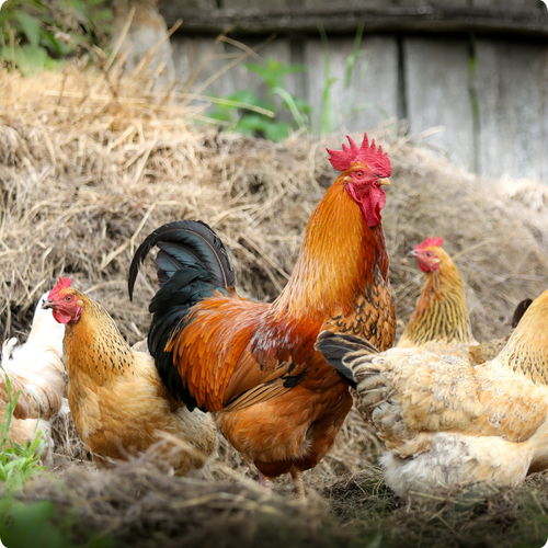 COMMENT FAIRE FACE AUX POULES INTRIGUES 