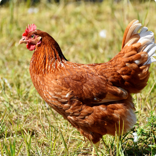 VOUS VOULEZ ÉLEVER DES POULES ? RACES DE POULES POUR DÉBUTANTS 