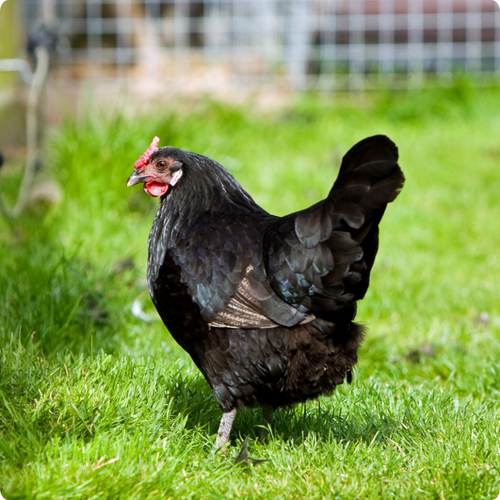 5 CHOSES QUE CHAQUE ÉLEVEUR DE POULETS DÉBUTANT DEVRAIT SAVOIR