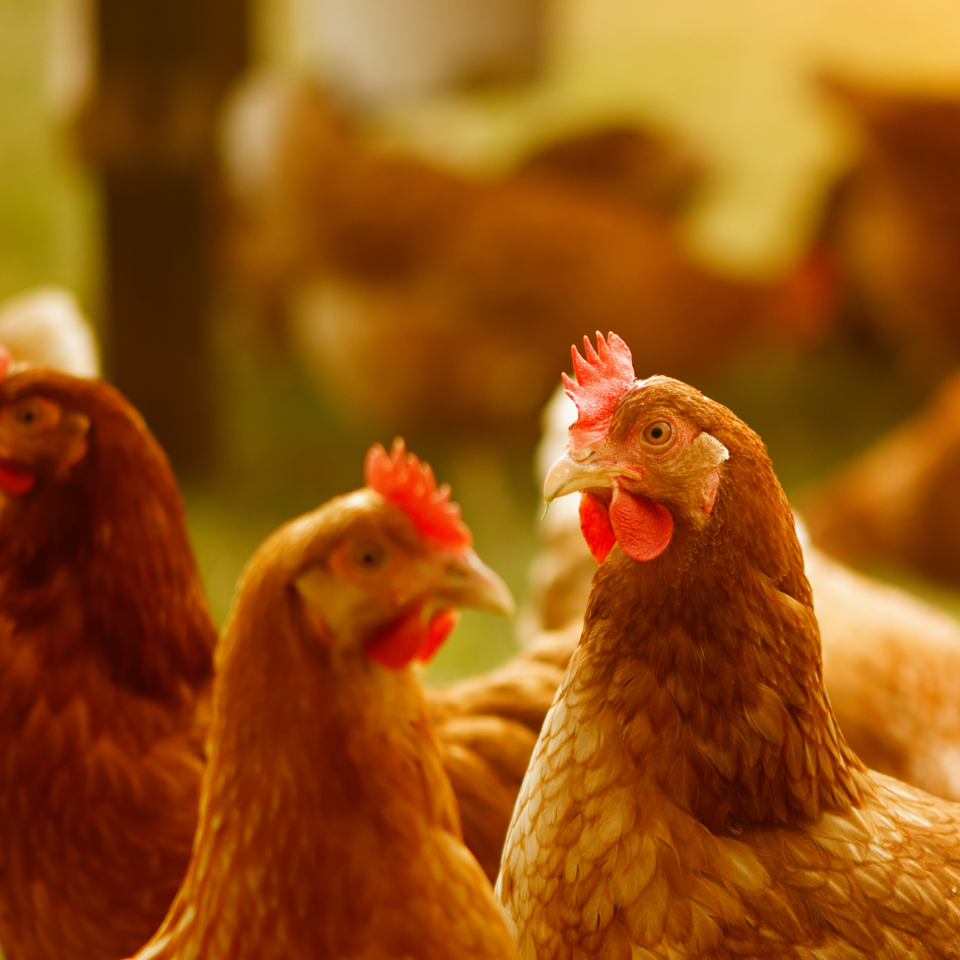5 OUTILS ESSENTIELS POUR LES DÉBUTANTS EN ÉLEVANT DES POULETS